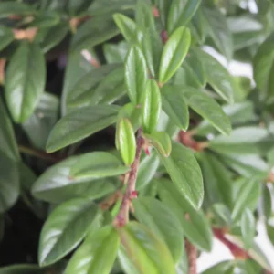 cotoneaster nana salicifolia