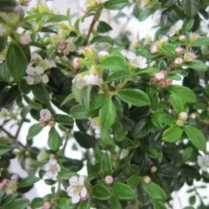 cotoneaster coral beauty