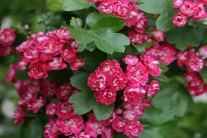 crataegus paul scarlett