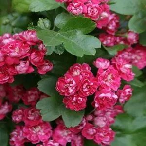 Espino Albar 'Paul's Scarlet': La Nube de Rosas Rojas de Primavera