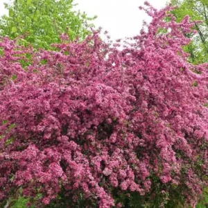 crrataegus paul scarlet en vivero