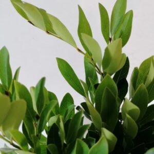 distylium detalle hoja