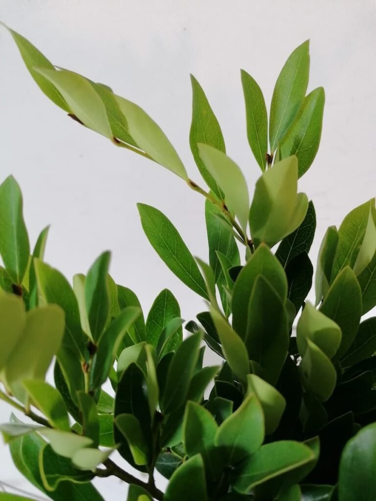 distylium detalle hoja