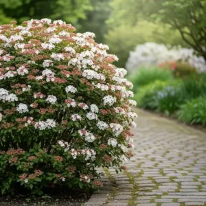 viburnum tinus durillo en flor