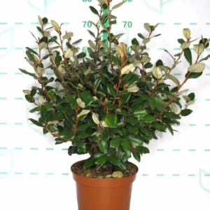 eleagnus ebbingeii compacta 5 litros