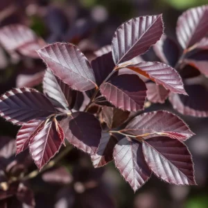 Fagus sylvatica 'Atropurpurea': La Majestuosa Haya Púrpura