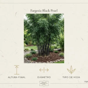 infografía con foto de bambú black pearl