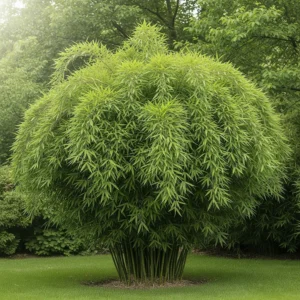 fargesia murielae bambú llorón