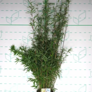 fargesia black pearl