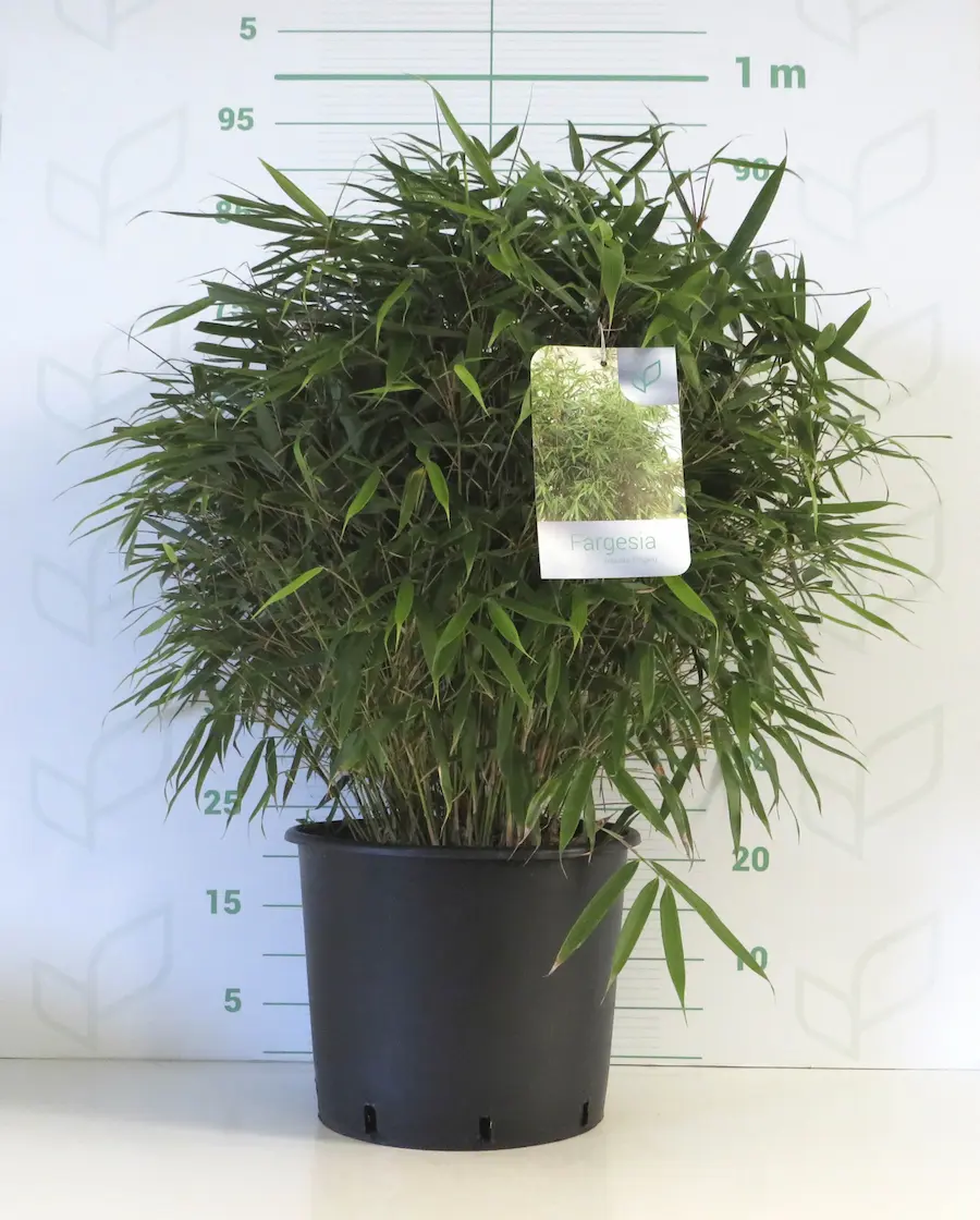 Bambú Fargesia 'Pingwu' (Fargesia robusta) - Imagen 2