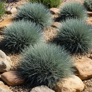 festuca glauca