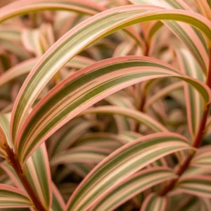 formio pink flamingo