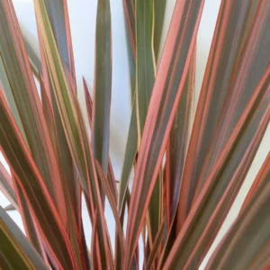 Phormium ‘Rainbow Queen’ | Formio Reina del Color
