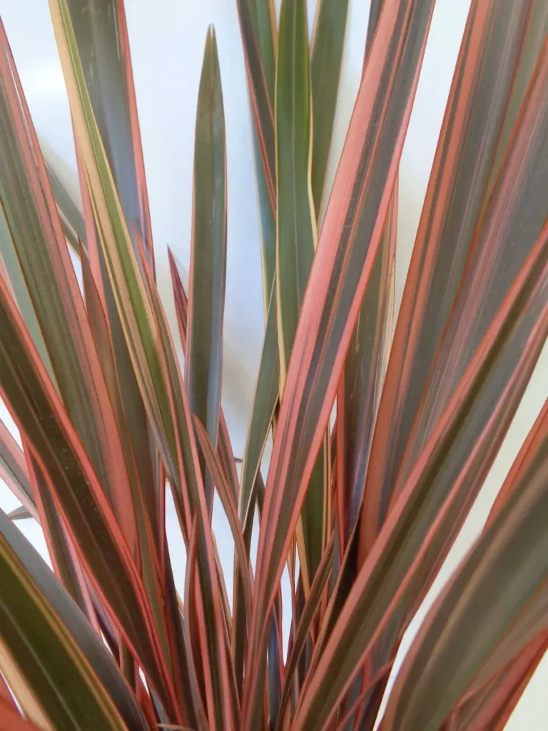 Phormium ‘Rainbow Queen’ | Formio Reina del Color