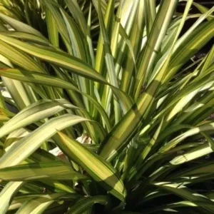 Phormium ‘Yellow Wave’ | Formio Variegado Amarillo