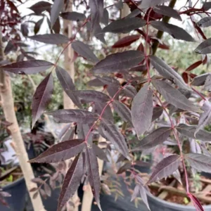 Fresno 'Raywood': El Espectáculo del Otoño Púrpura