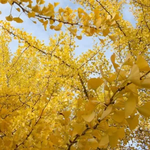 Ginkgo Biloba: Un Fósil Viviente de Oro en tu Jardín
