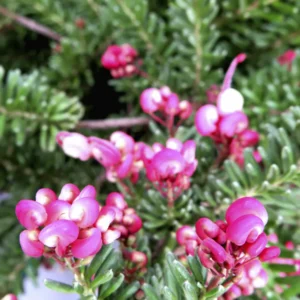 grevillea lanigera mount tamboritha