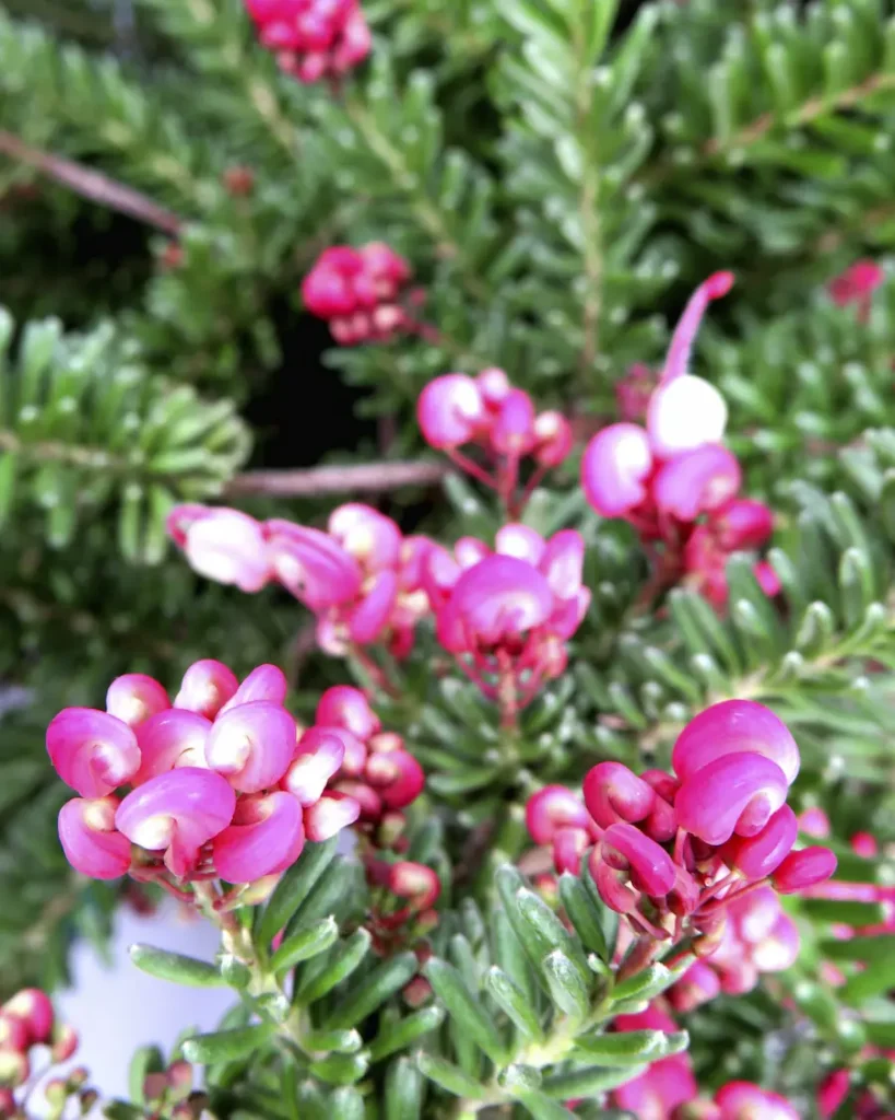 grevillea lanigera mount tamboritha