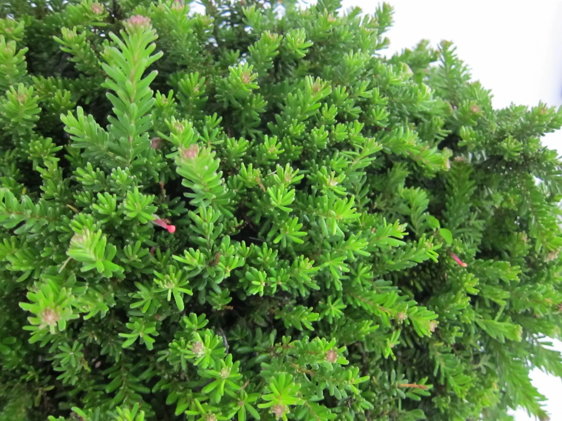 Grevillea 'Mount Tamboritha': La Alfombra Australiana de Flores Exóticas - Imagen 2
