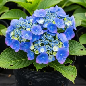 hortensia en flor
