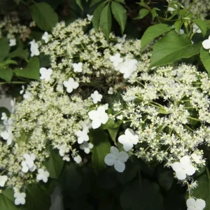 Hortensia trepadora flor