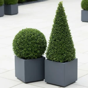 ilex crenata en formas