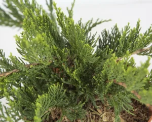 juniperus tamariscifolia