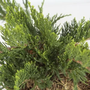 juniperus tamariscifolia