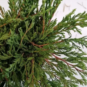 juniperus andorra
