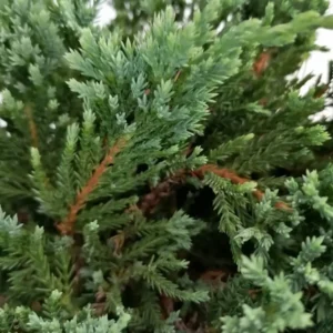juniperus blue chip