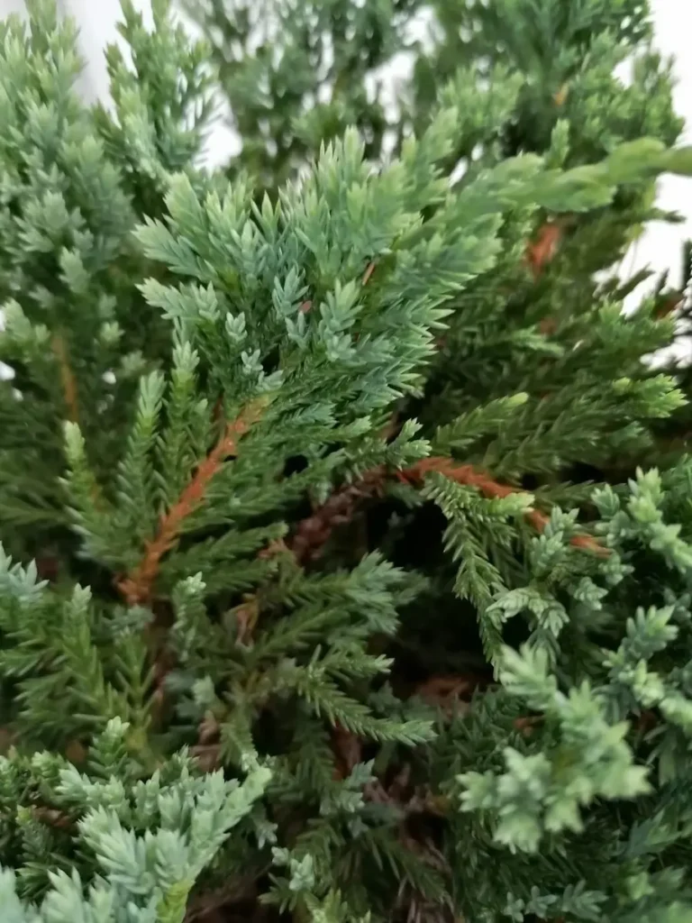 juniperus blue chip