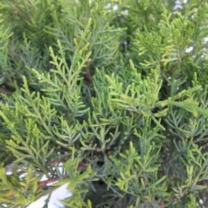 Enebro ‘Old Gold’ (Juniperus x pfitzeriana 'Old Gold')