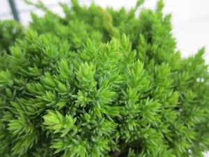 juniperus procumbens nana