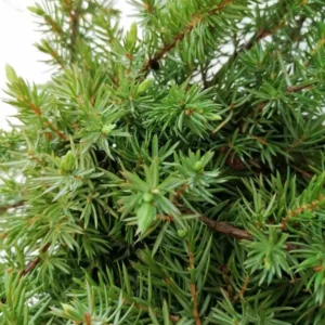 juniperus schlager