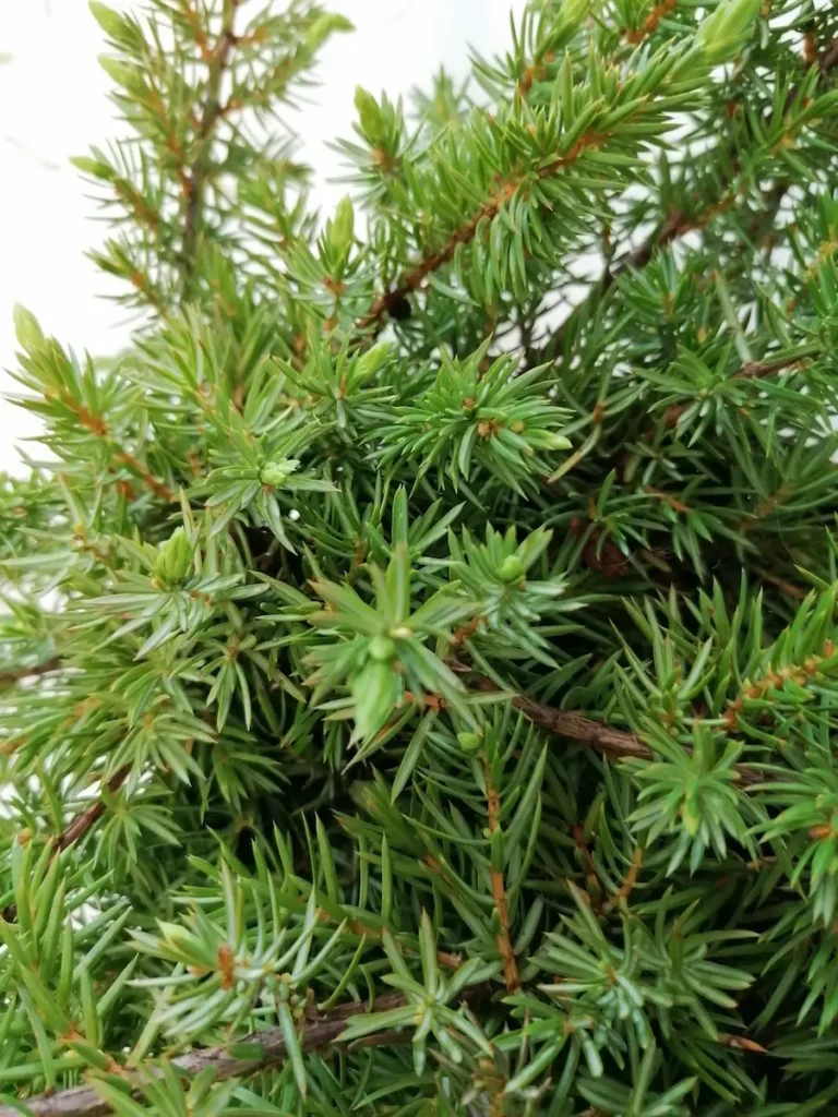 juniperus schlager