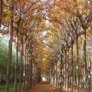 lagerstroemia en otoño