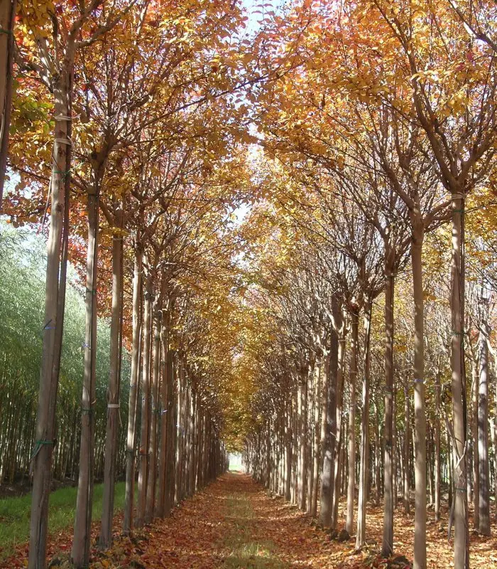 lagerstroemia indica vivero otoño lagerstroemia en otoño