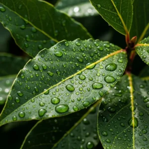 laurus nobilis detalles