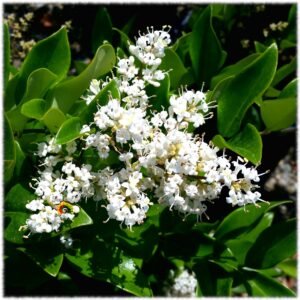 ligustrum japonica flor