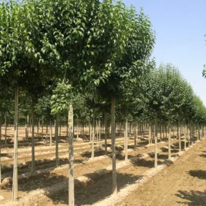 ligustrum japonica vivero