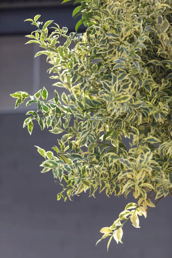 Aligustre Variegado (Ligustrum japonicum 'Variegatum'): El Seto que Ilumina tu Jardín