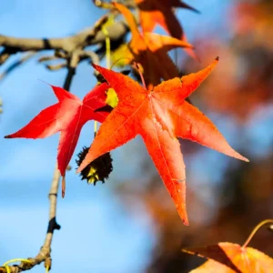 liquidambar detalle hoja en ototño