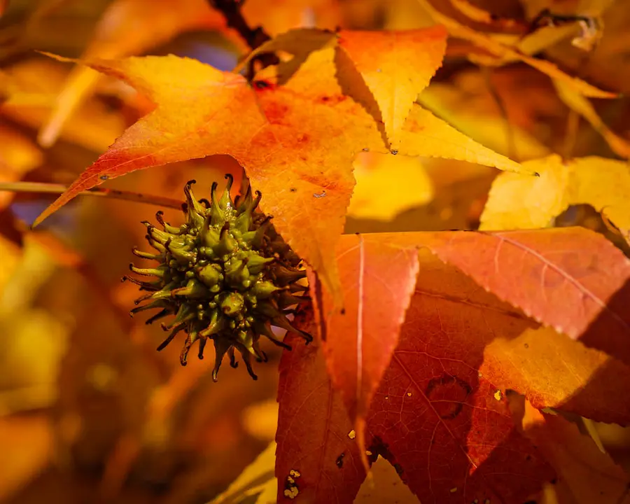 liquidambar styraciflua hoja y semilla liquidambar styraciflua hoja otoño