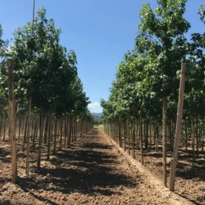 liquidambar en vivero