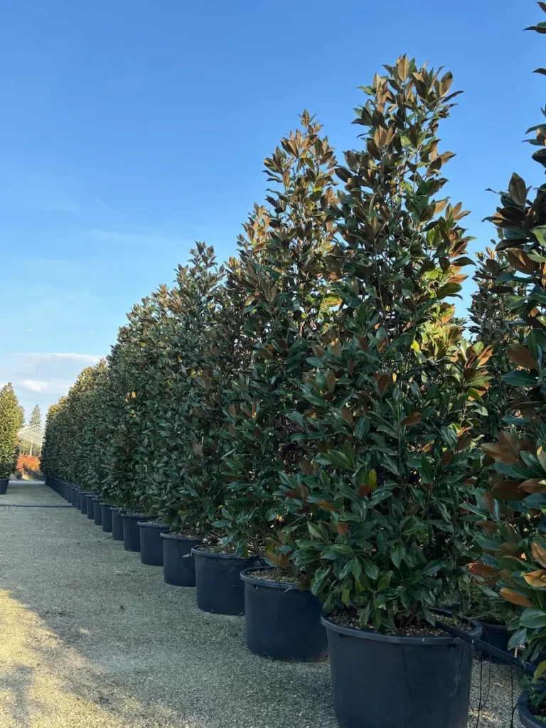 magnolia grandiflora de gran tamaño 4,5 mts.