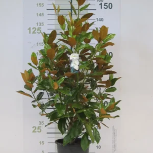 magnolia grandiflora formato pequeño