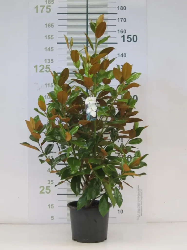 magnolia grandiflora formato pequeño