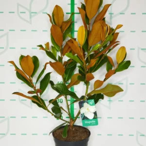 magnolia grandiflora