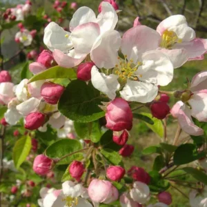 malus evereste flor